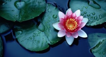 lotus-lily-pond-400x265-1.jpg